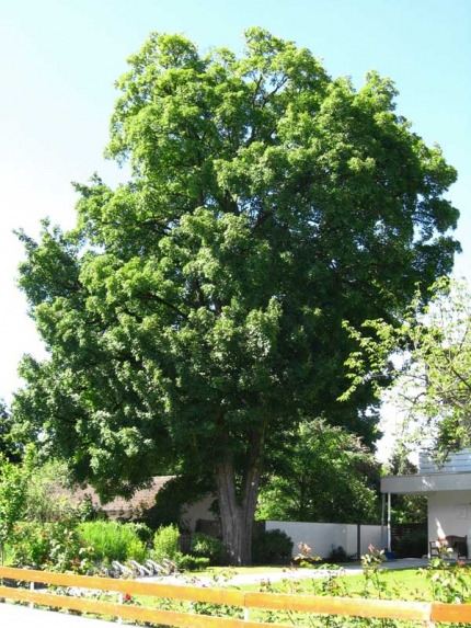 Bild 1 von Feldahorn an der Kurparkstraße